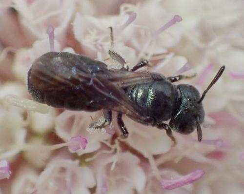 Ceratina sp.